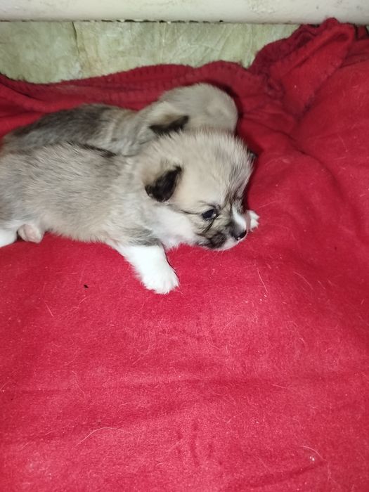 Вельш коргі ремрок