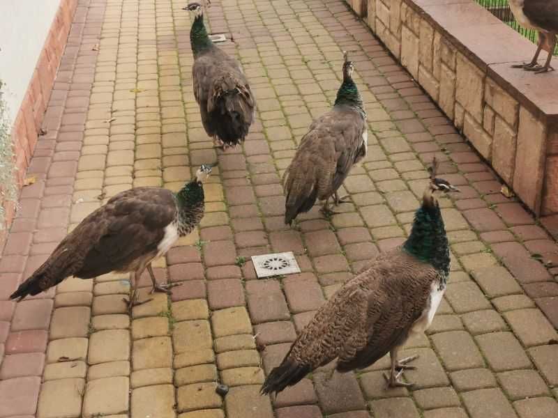 Pawie indyjskie (królewskie) -  wiosny 2025 r.