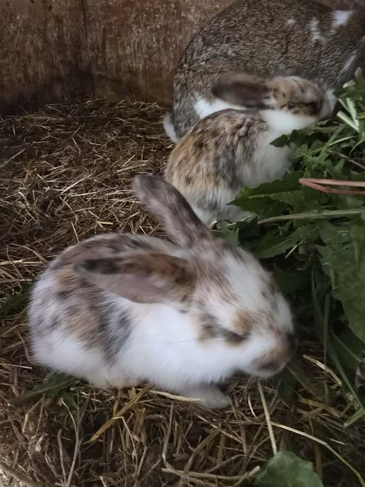 Króliki po baranie francuskim i rexie trójbarwnym