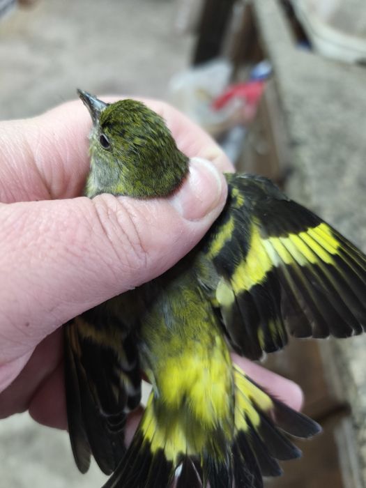 Fêmea magelanica.....