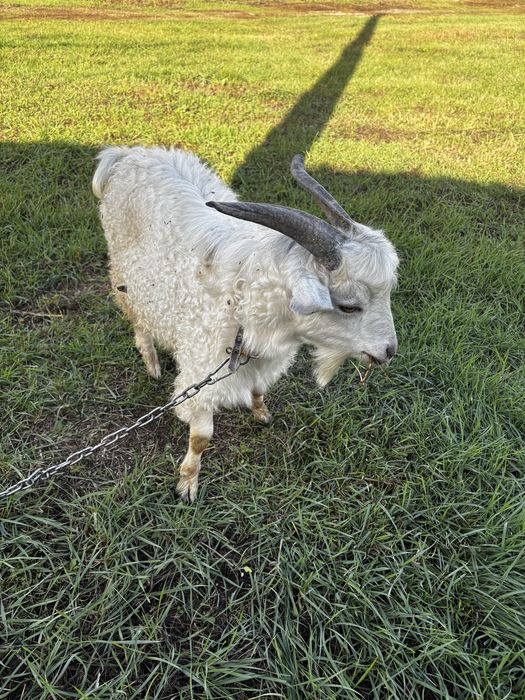 Продам двох козликів