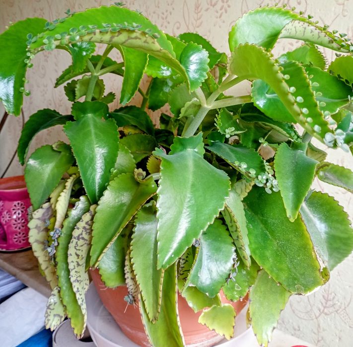 Żyworodka (Kalanchoe)