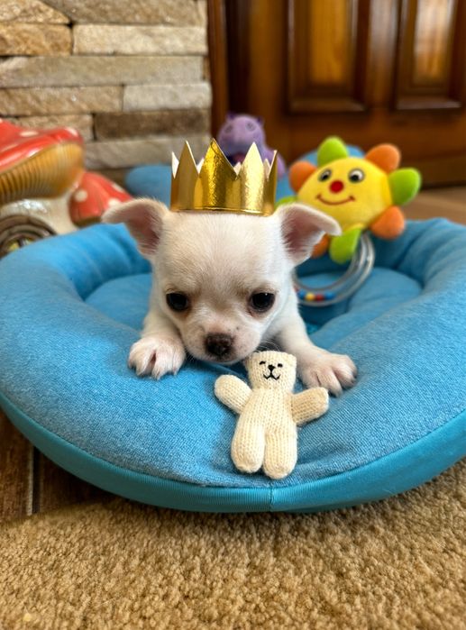 Супер міні чіхуахуа  хлопчик