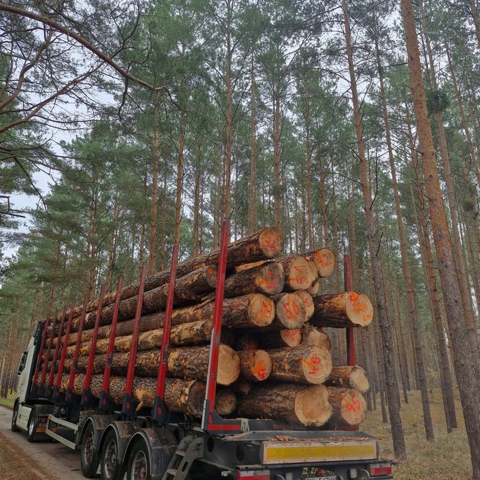 Drewno tartaczne sosna swierk 4, 5 ,6, 12 m