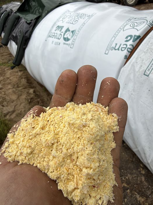 Mielenie kukurydzy w rękaw foliowy  BIG-bag  młyn gniotownik PAKOWACZKA usługi rolnicze PRZYCZEPA PRZEŁADOWCZA