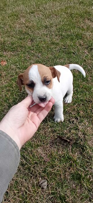Jack Russell Terrier