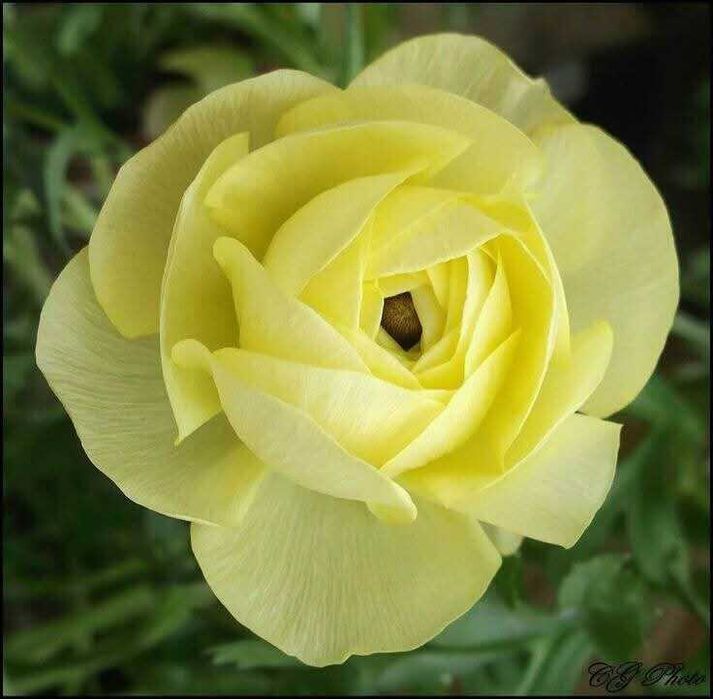 Лютики-ранункулюс декоі