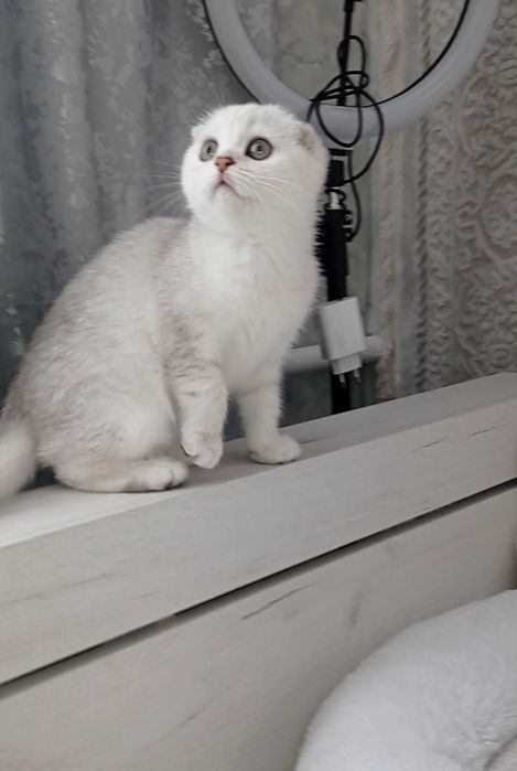 Шикарный котенок  девочка шиншилла