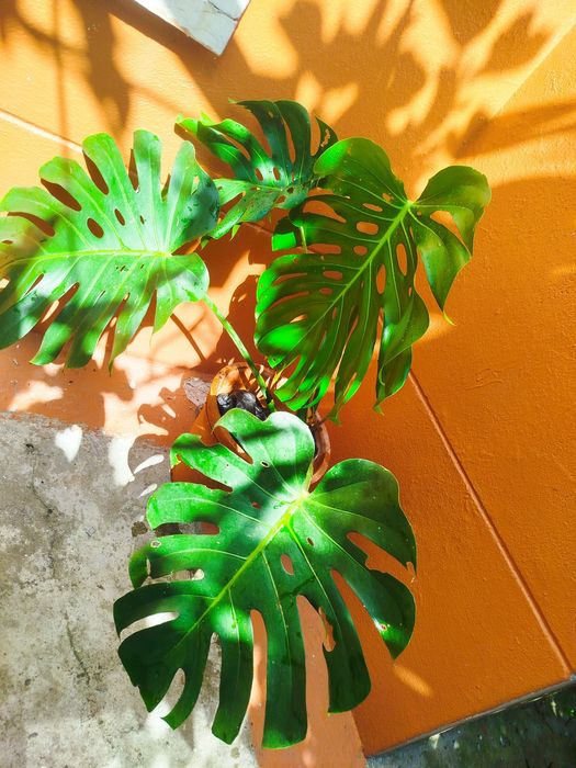 Monstera planta natural Costela de Adão