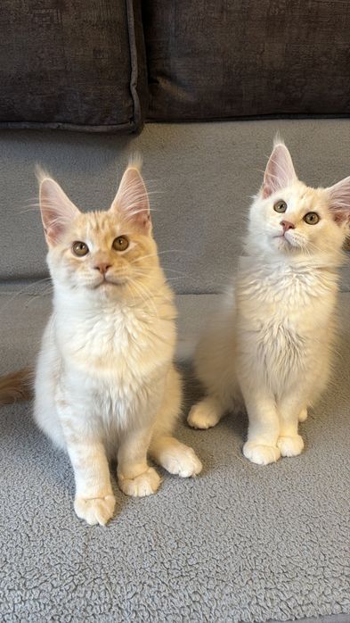 Кошенята мейн Кун