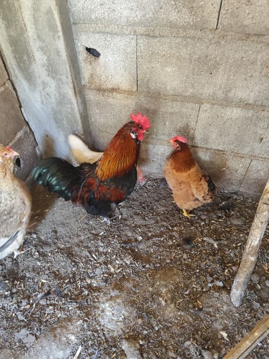 Promoção quem levar os 3 faço por 40 euros