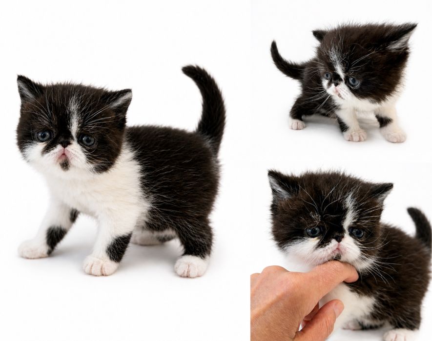 Gatinho Persa Exótico Premium ! Excelente Linhagem!
