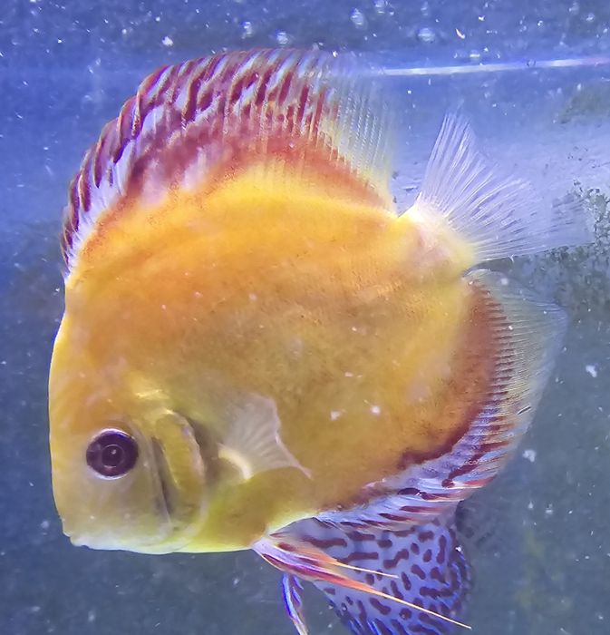 Pack 5 discus  150€