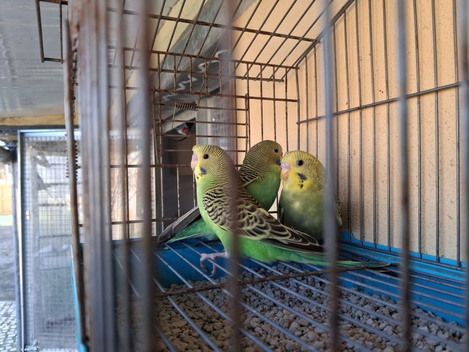 Periquitos novos