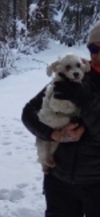 Zaginął pies maltańczyk! Nowy Targ