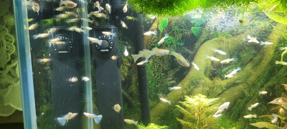 Gupiki albino topaz