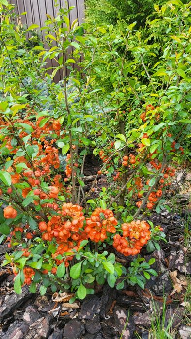 Айва японская карликовая,шикарная, съедобная,неприхотливая. Растение.