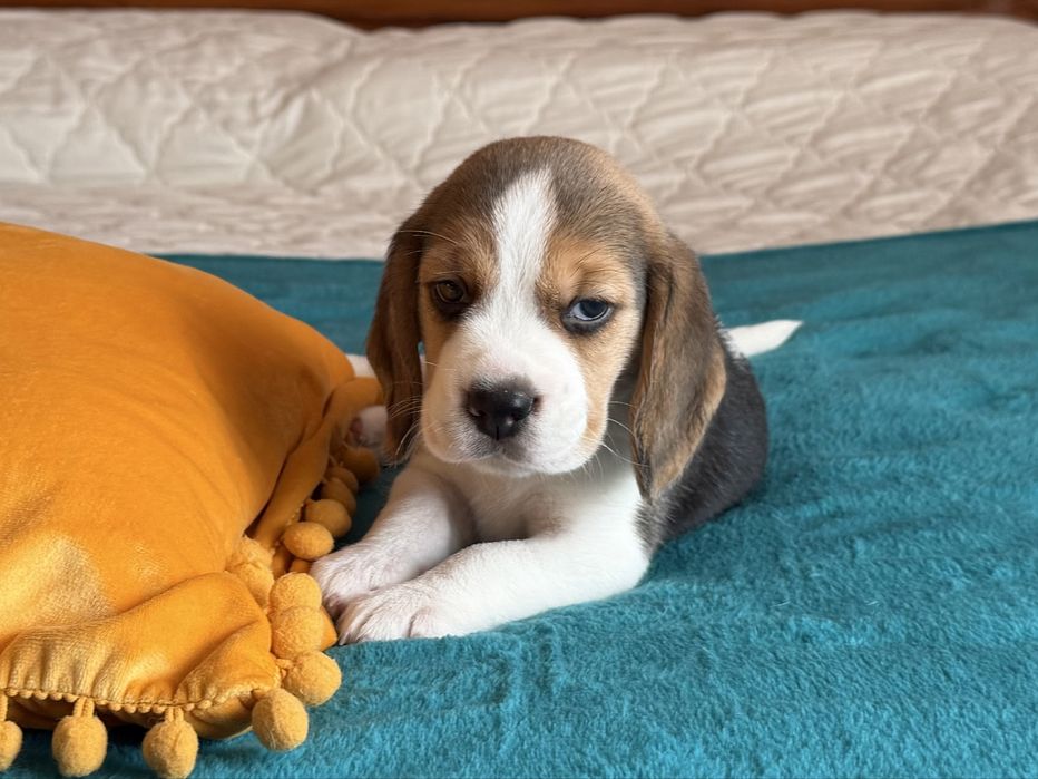 Suczka Beagle z rodowodem ZKwP FCI ,Po  Championach   .DNA .