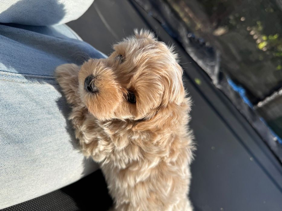 Мальтипу мальтипу