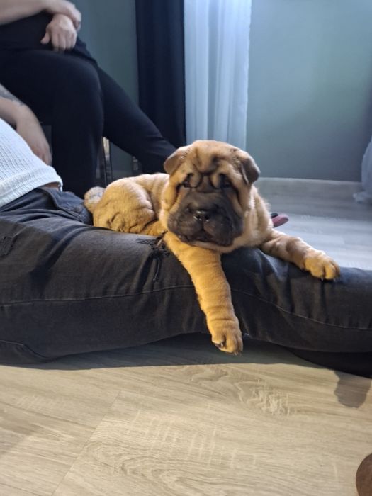 Szczenię Shar Pei FCI