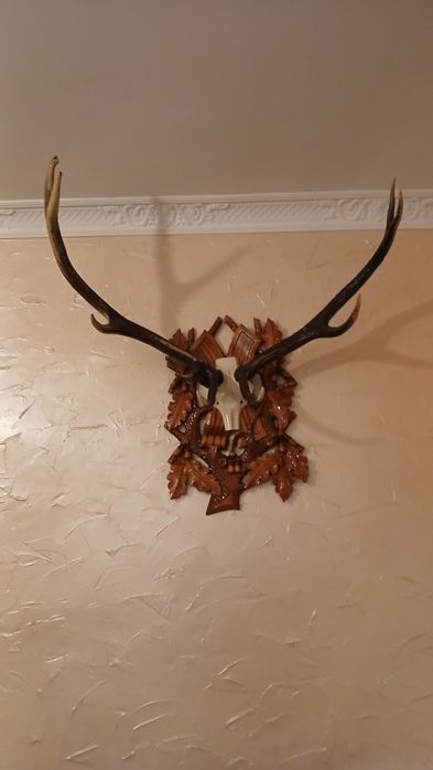 Великі настінні роги