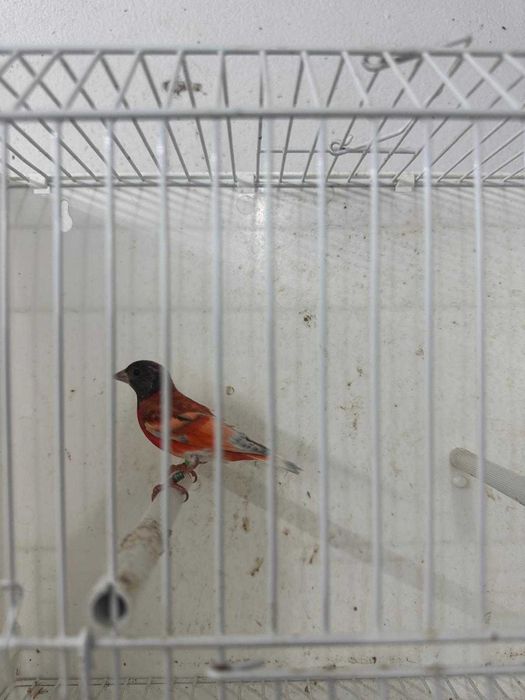 Vendo Cardinalitos