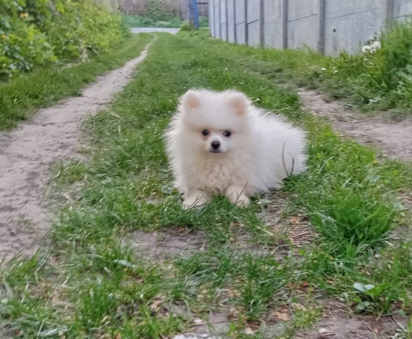 Файний хлопець біленький