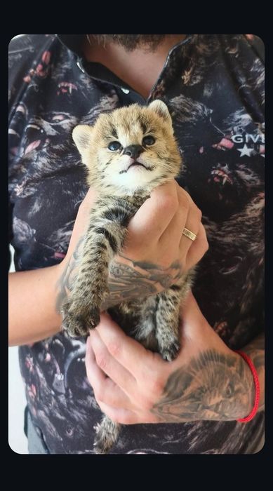 Кошенята савана ф1