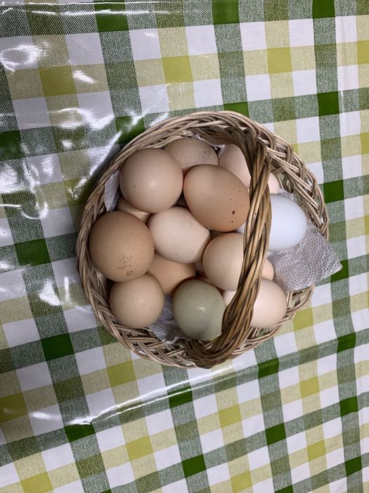 Vende-se ovos do campo
