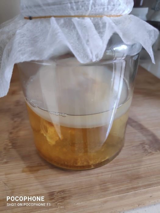 Kombucha. 
Scooby