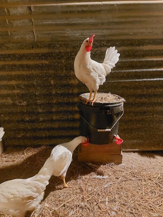 Casal Leghorn Branca Puros !!!