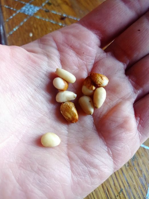 Сіянцы  Кедр сибірский,Джерарда, Арманди,Стелюх