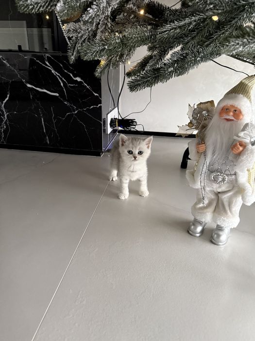 Продам чистокровні шотландські кошенята (хлопчики)