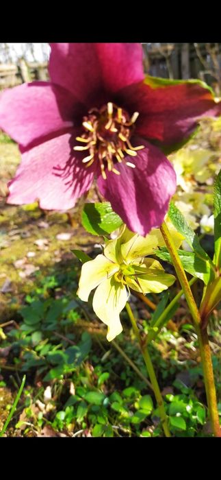 Kolorowe kwiatki dla Pani Gosi