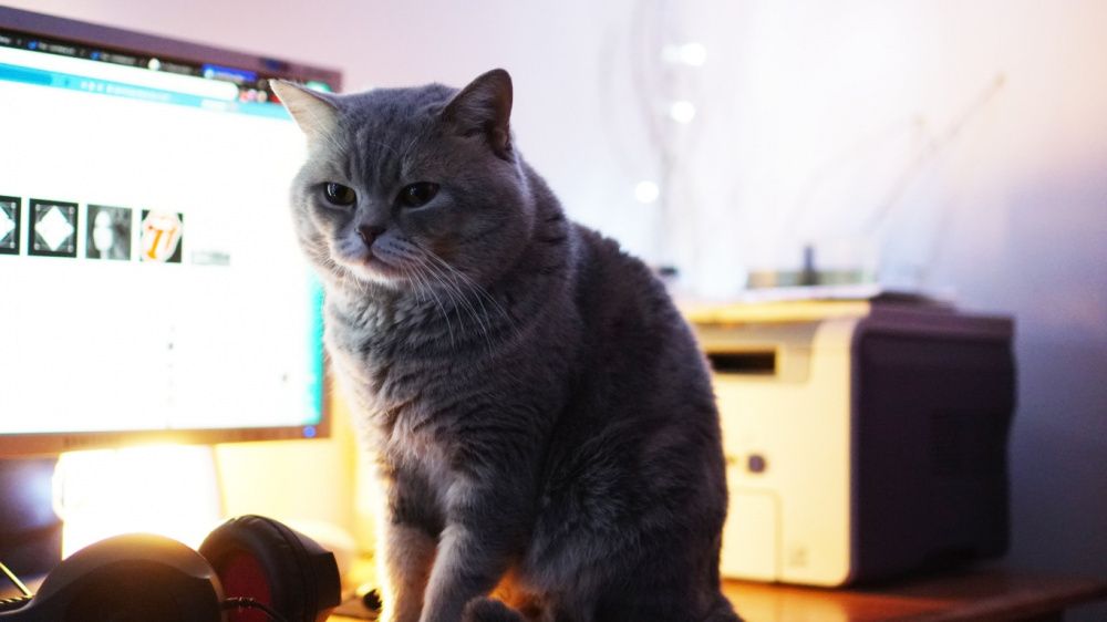 В'язка. Кіт прямовухий шотландський, скотіш страйт.