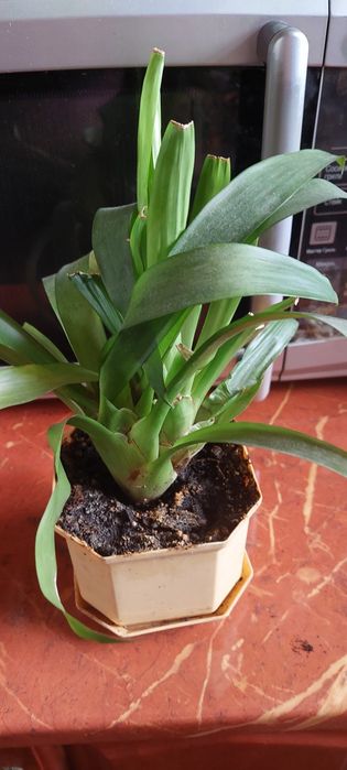 Сингониум пикси и рэд,бильбергия,шлюмбергера  ,эухариус,хлорофитум