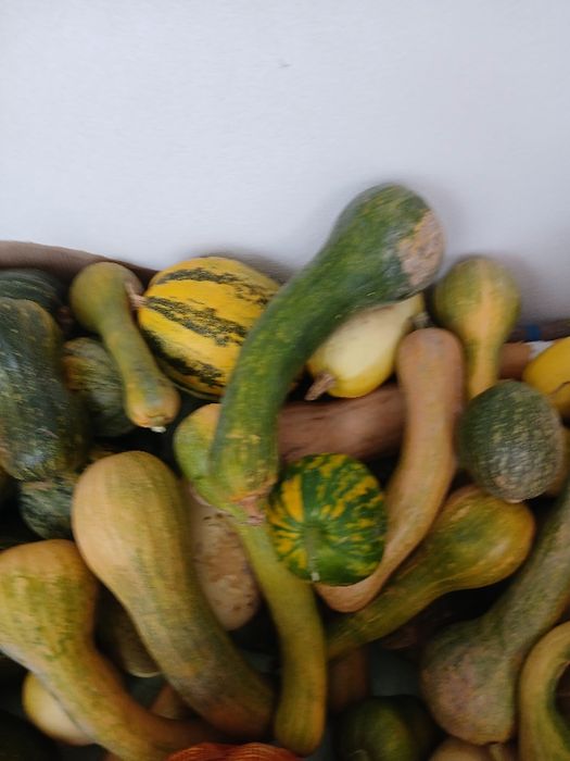 Abóboras  várias qualidades