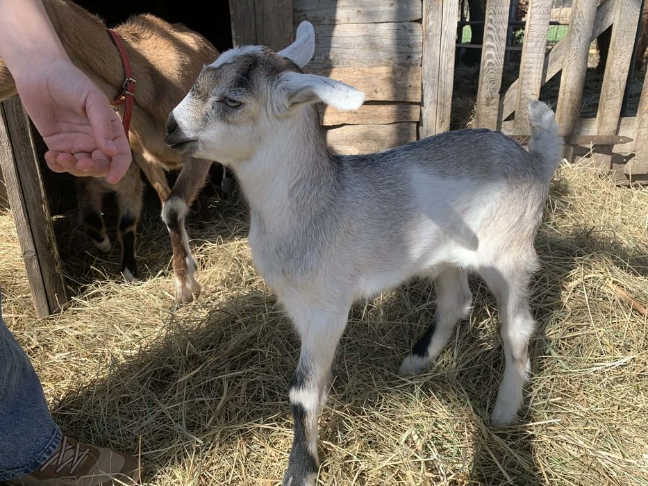 Koziołek 4 tygodnie