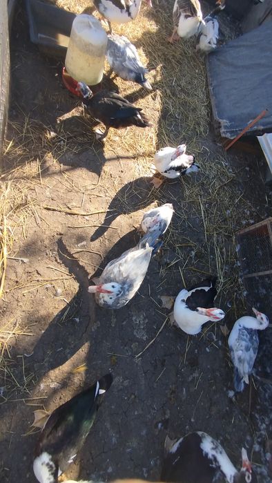 Patos/patas mudos