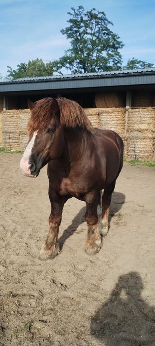 Sprzedam Arden Polski