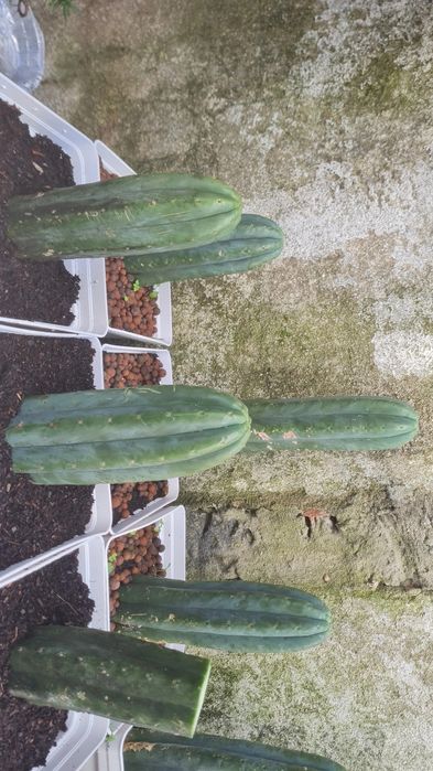 Cacto S.Pedro Echinopsis
pachanoi