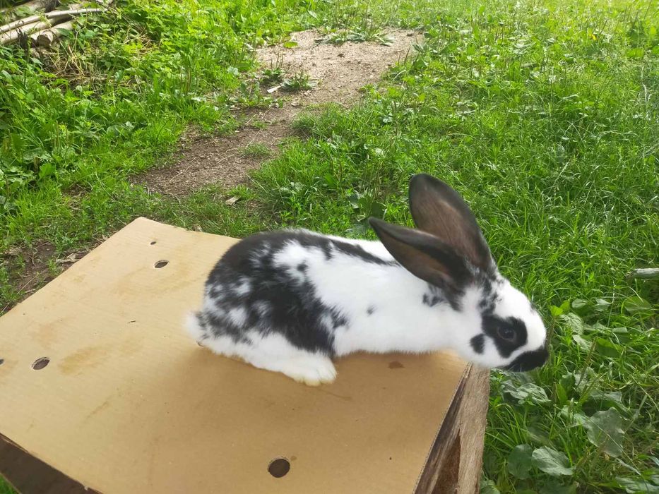 Кролі породи Німецький строкатий велетень . Шиншила .