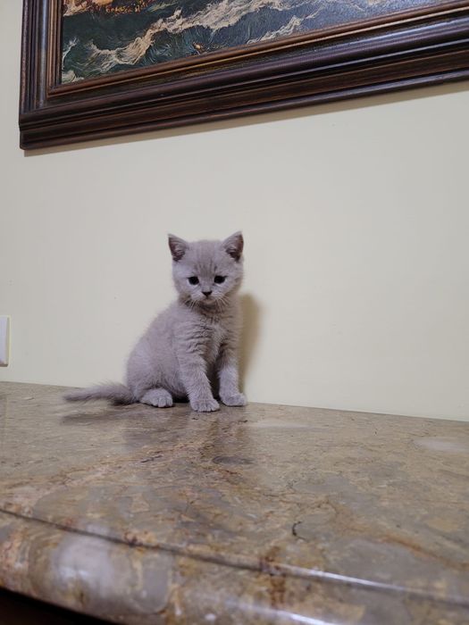 Scottish straight shorthair