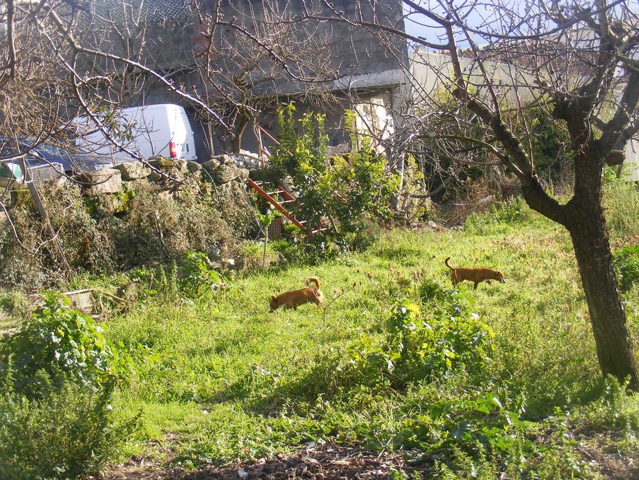 Vendo moradia , propriedade privada com vedação total