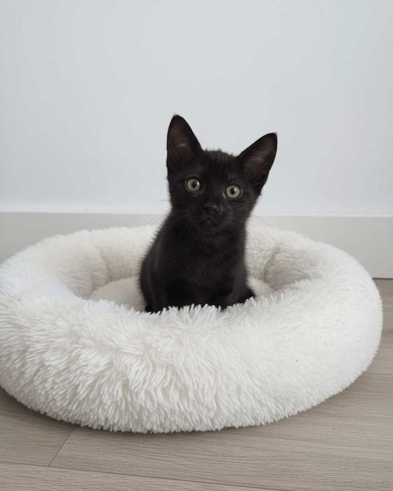 Setúbal / Margem Sul / Lisboa — MIA, gatinha para adoção