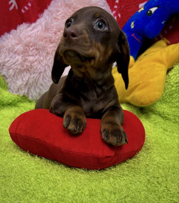 Jamnik miniaturowy-piesek zarezerwowany