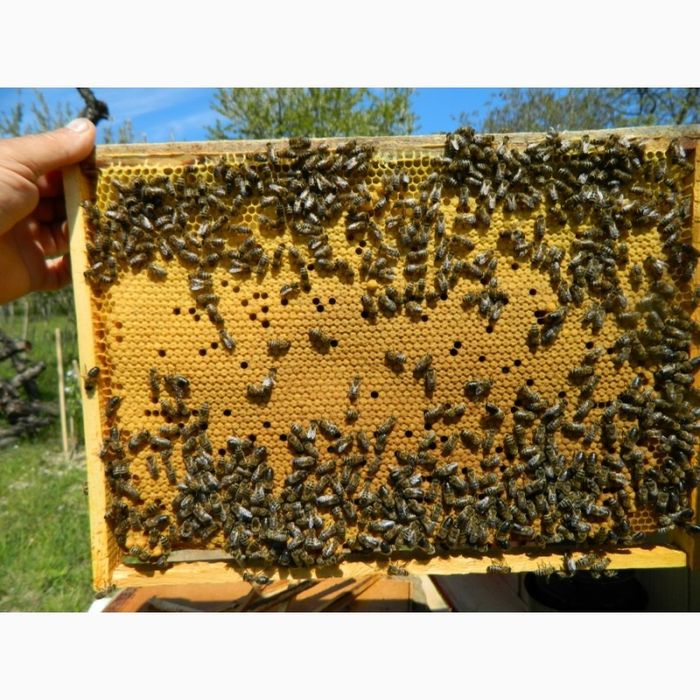 Продам пчелопакеты