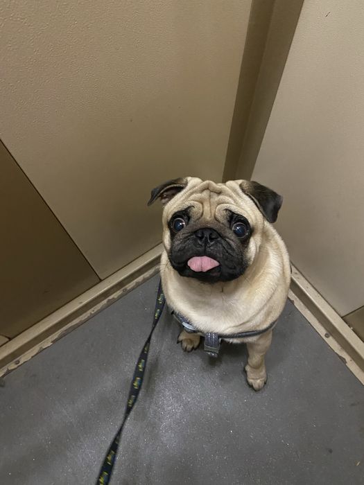 Продам мопса 1,5 місяців