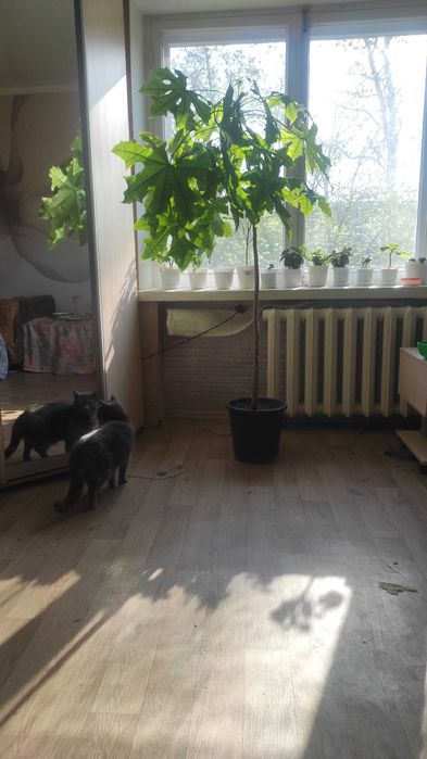 Брахихитон кленолистный (огненное дерево)