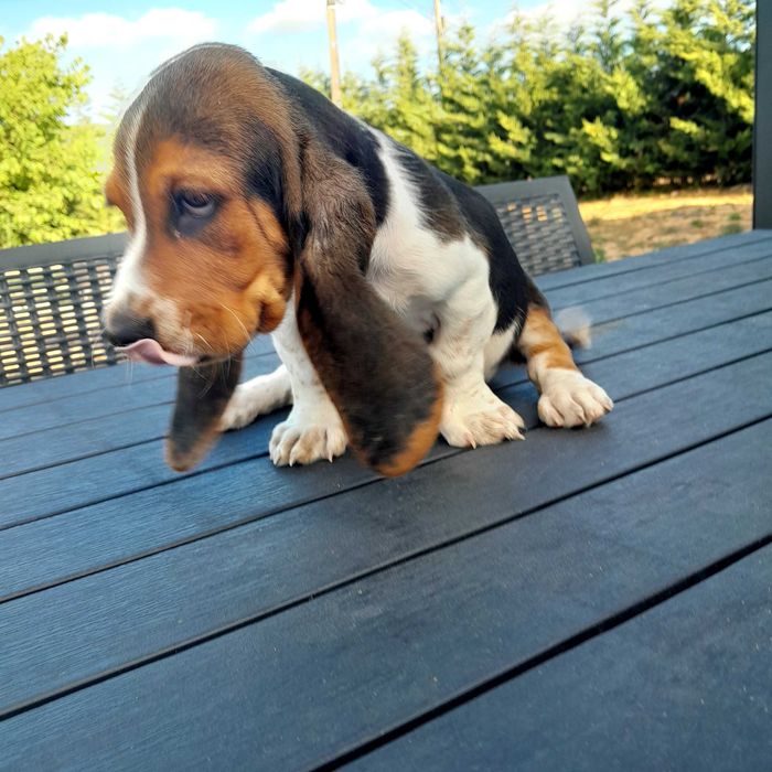 Basset hound puro